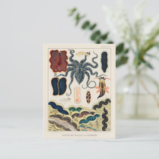  Great Barrier Reef Molluscs en Planari Briefkaart (Staand voorkant)