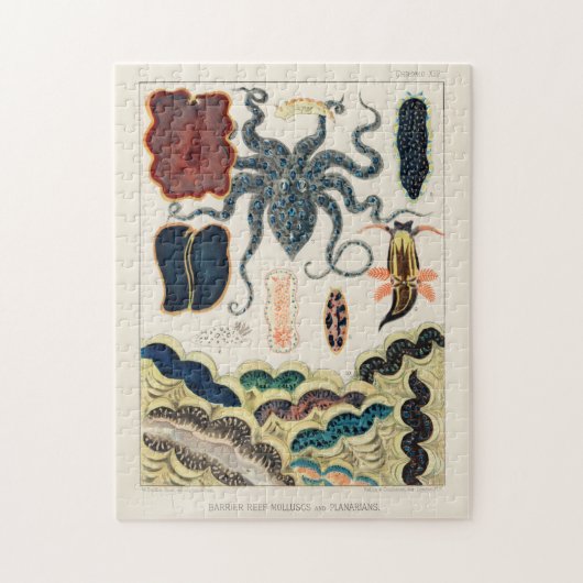 Great Barrier Reef Molluscs en Planari Legpuzzel (Verticaal)