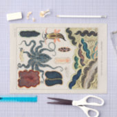  Great Barrier Reef Molluscs en Planari Tissuepapier (Craft)