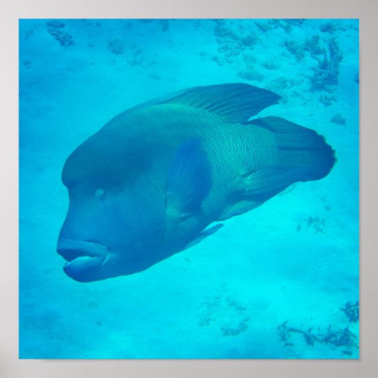 Great Barrier Reef Napoleon Wrasse Fish Poster (Voorkant)