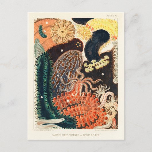  Great Barrier Reef Trepang of Bêche-de-Mer Briefkaart (Voorkant)