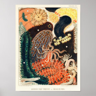 Great Barrier Reef Trepang of Bêche-de-Mer Poster
