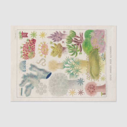  Great Barrier Reef van Australia Alcyonaria Tissuepapier (Voorkant)