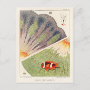  Great Barrier Reef van Australia Anemones Briefkaart