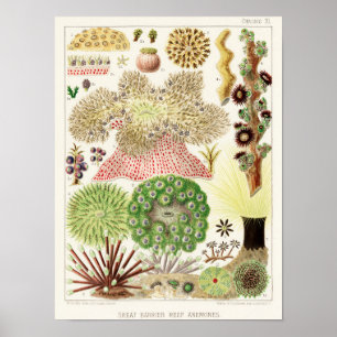  Great Barrier Reef van Australia Anemones Poster
