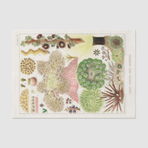  Great Barrier Reef van Australia Anemones Tissuepapier