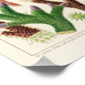 Great Barrier Reef van Australia Corals Poster (Hoek)