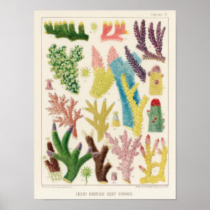 Great Barrier Reef van Australia Corals Poster