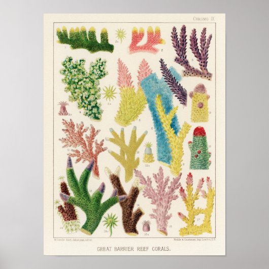 Great Barrier Reef van Australia Corals Poster (Voorkant)