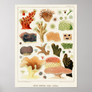  Great Barrier Reef van Australia Corals Poster