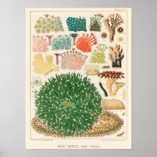  Great Barrier Reef van Australia Corals Poster (Voorkant)