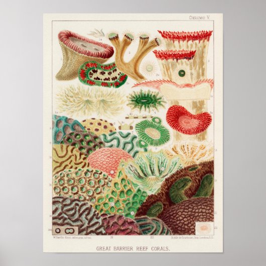 Great Barrier Reef van Australia Corals Poster (Voorkant)