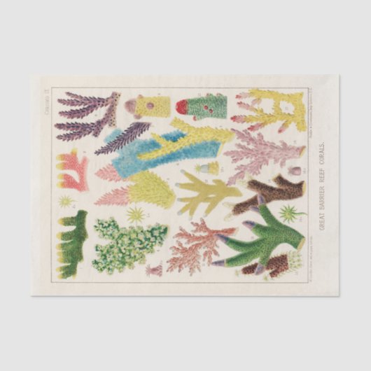  Great Barrier Reef van Australia Corals Tissuepapier (Voorkant)