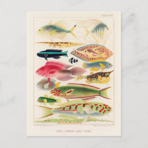  Great Barrier Reef van Australia Fishes Briefkaart