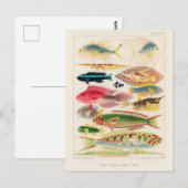  Great Barrier Reef van Australia Fishes Briefkaart (Voorkant / Achterkant)