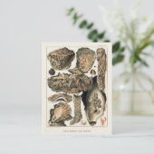  Great Barrier Reef van Australia Oysters Briefkaart (Staand voorkant)