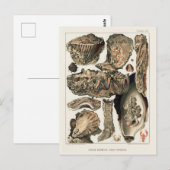  Great Barrier Reef van Australia Oysters Briefkaart (Voorkant / Achterkant)
