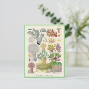 Great Barrier Reef van Australië, Alcyonaria, Briefkaart