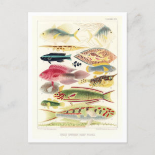 Great Barrier Reef Vis  Briefkaart