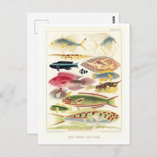 Great Barrier Reef Vis Briefkaart (Voorkant / Achterkant)