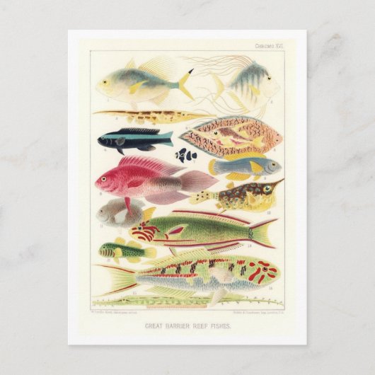 Great Barrier Reef Vis Briefkaart (Voorkant)