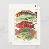 Great Barrier Reef Vis  Briefkaart (Voorkant / Achterkant)