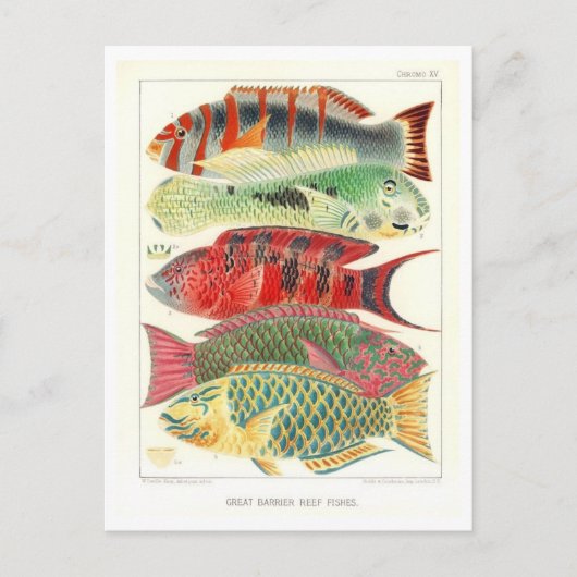 Great Barrier Reef Vis  Briefkaart (Voorkant)
