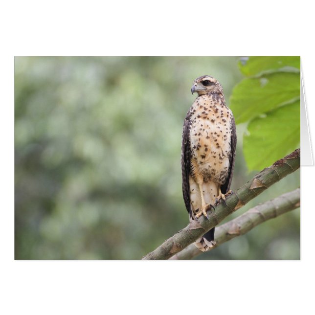 Great Black Hawk (Voorkant Horizontaal)