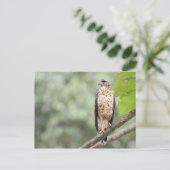 Great Black Hawk Briefkaart (Staand voorkant)
