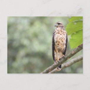 Great Black Hawk Briefkaart