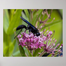 Great Black Wasp Poster