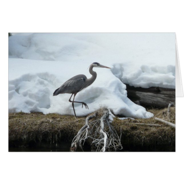 Great Blue Heron (Voorkant Horizontaal)