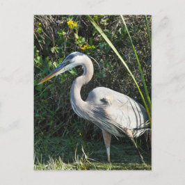 "Great Blue Heron 1." Briefkaart