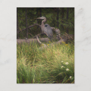 Great Blue Heron 8917 Briefkaart