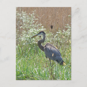 Great Blue Heron - Ardea herodias Briefkaart