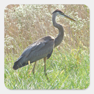 Great Blue Heron - Ardea herodias Vierkante Sticker