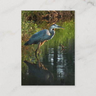 Great Blue Heron ATC-fotokaart 2 Visitekaartje