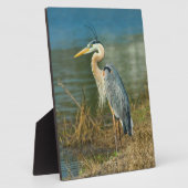 Great Blue Heron Bird bij de Pond Fotoplaat (Zijkant)