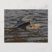 Great Blue Heron Bird in Flight Briefkaart (Voorkant)