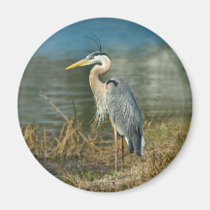 Great Blue Heron Bird Magnet Magneet