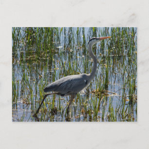 Great Blue Heron Bird Marsh Briefkaart