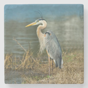 Great Blue Heron Bird Stenen Onderzetter