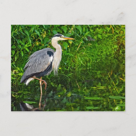 Great Blue Heron Bird Wildlife Foto Briefkaart (Voorkant)