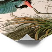 Great Blue Heron Birds of America Audubon Print (Hoek)