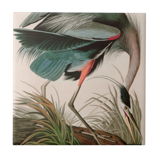 Great Blue Heron Birds of America Audubon Print Tegeltje (Voorkant)