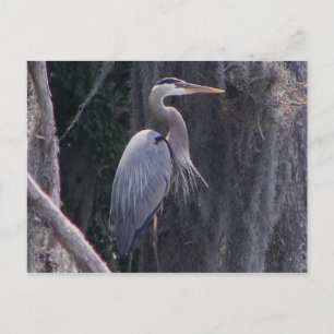 Great Blue Heron Briefkaart