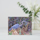 GREAT BLUE HERON BRIEFKAART (Staand voorkant)