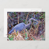 GREAT BLUE HERON BRIEFKAART (Voorkant / Achterkant)