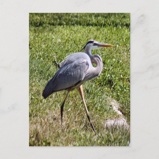 Great Blue Heron Briefkaart (Voorkant)