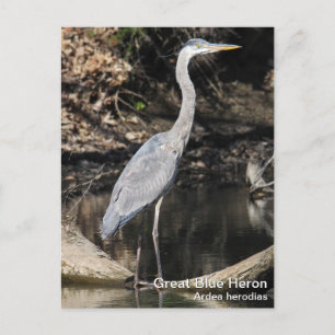 Great Blue Heron Briefkaart
